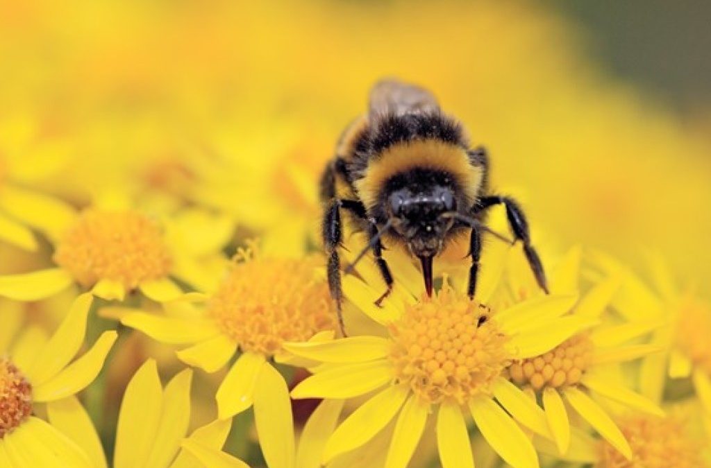 Construction Urged to Do More for Butterflies and Bees