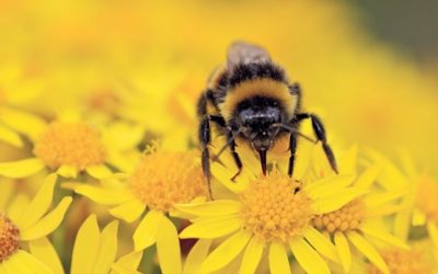 Construction Urged to Do More for Butterflies and Bees