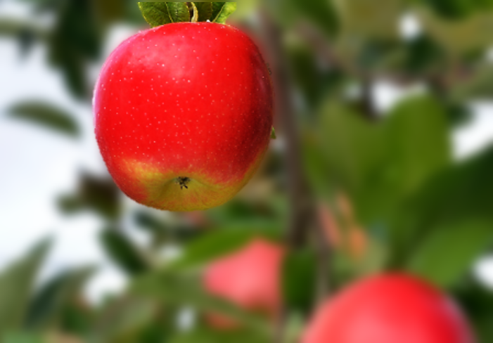 Is The Pandemic Making You Smarter?