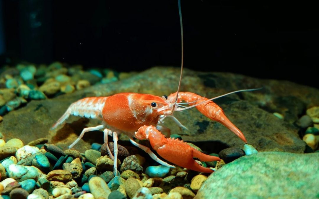 Lobster shells inspire stronger 3D-printed concrete