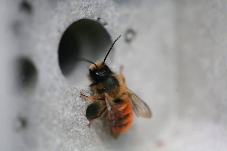 The innovative Bee Brick is a brick with holes drilled into it that acts as housing for solitary bees.